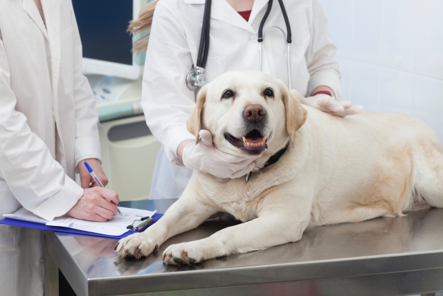 動物病院で診察をうける犬